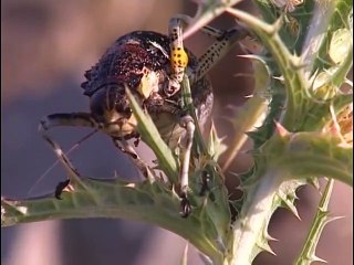 Les petites créatures du désert - documentaire animalier