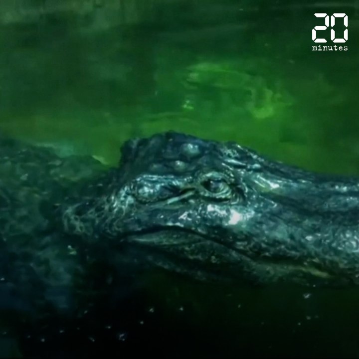 Saturne, alligator survivant de la Seconde Guerre mondiale, est mort à 84 ans