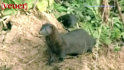 Dutch Officials Report a Mink May Have Infected Human With COVID-19