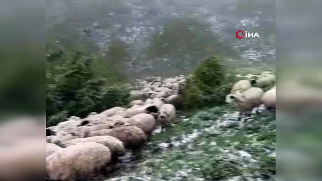 Kar yağışı, küçükbaş hayvanları telef etti