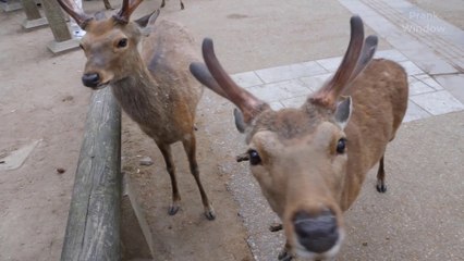 Visiting Natural Nara Deer Park in Japan