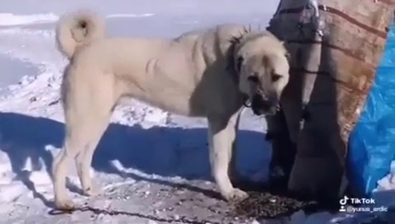 SiMiT KUYRUK SiVAS KANGAL KOPEGi - KANGAL SHEPHERD DOG
