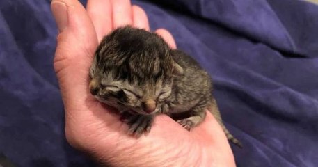 États-Unis : un chaton naît avec deux visages