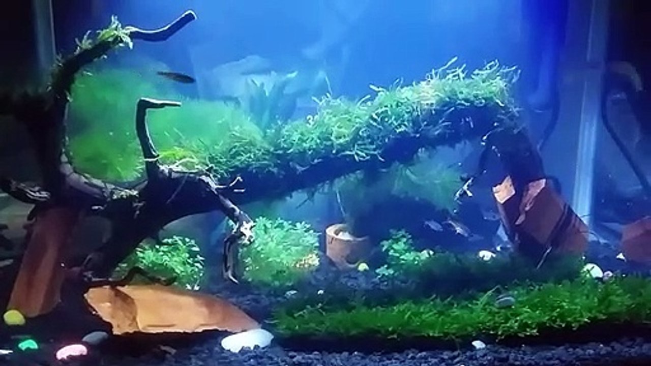 Aquascape Gaya Bebas
