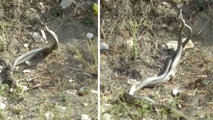 रोमांस करते कैमरे में कैद हुआ नाग-नागिन का जोड़ा, देखें वीडियो