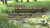 LES SCOOPS DE MICHOU64 W-D.D. - 24 MAI 2020 - PAU - LE PETIT LAC PRÈS DE L'HÔTEL BEAUMONT N'EST PLUS ALIMENTÉ EN EAU