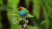 most beautiful colorful birds || Most Beautiful Birds on Planet Earth || সুন্দর পাখি ||