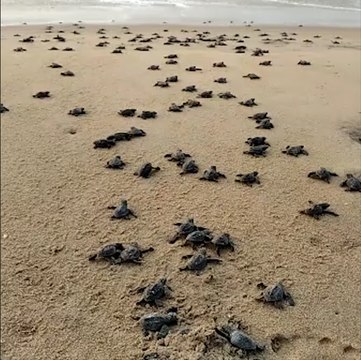 Olive Ridley turtles see undisturbed nesting season amidst lockdown