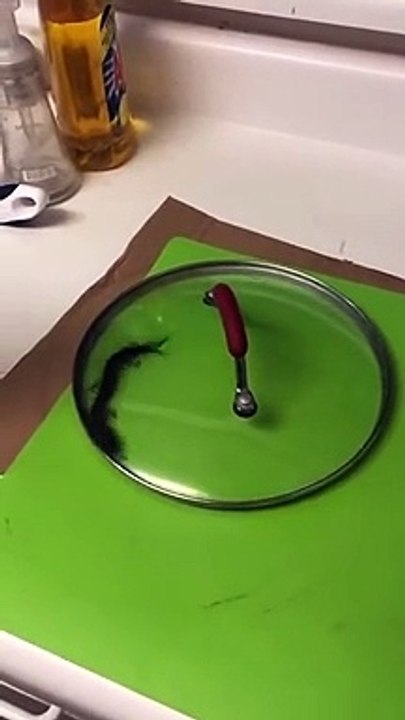 Il capture un insecte terrifiant chez lui