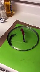 Il capture un insecte terrifiant chez lui