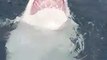 Un grand requin blanc filmé en train de nager sur le dos, du jamais vu