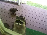 Une maman raton laveur vient présenter ses 4 petits aux voisins