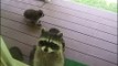 Une maman raton laveur vient présenter ses 4 petits aux voisins
