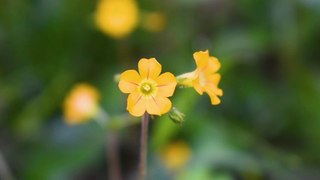 Yellow Wild Flowers | Download Royalty Free HD Stock Video Footage | Beautiful Sri Lanka | #01