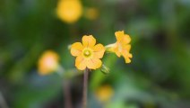 Yellow Wild Flowers | Download Royalty Free HD Stock Video Footage | Beautiful Sri Lanka | #01