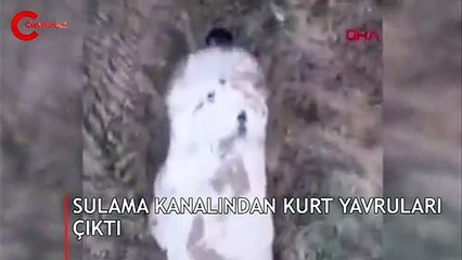 Sivas'ta su kanalında şaşkına çeviren görüntüler!