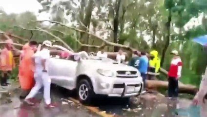 Heartbroken pet dog waits by body of master killed in car from falling tree