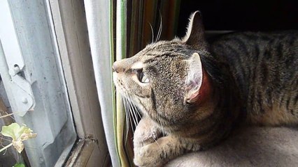 Le chat Petitcoeur observe les oiseaux