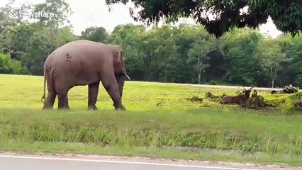 Elephant startled when it finds a wild deer relaxing under a tree