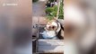 Clever pet dog helps family by carrying bags of rubbish onto trailer to take to recycling centre