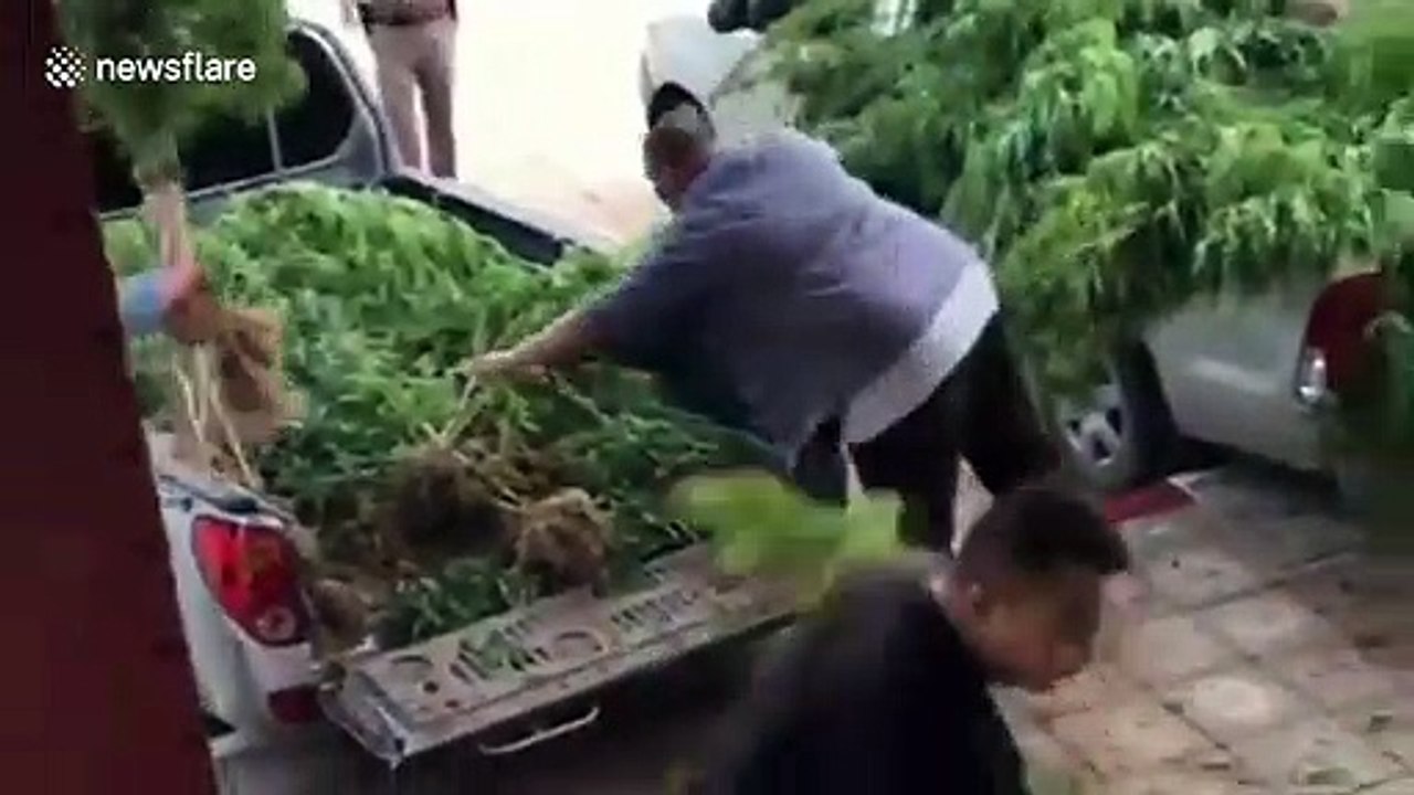 Thai police uncover sprawling marijuana farm while checking land