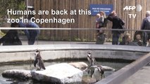 Copenhagen zoo reopens to visitors after lockdown