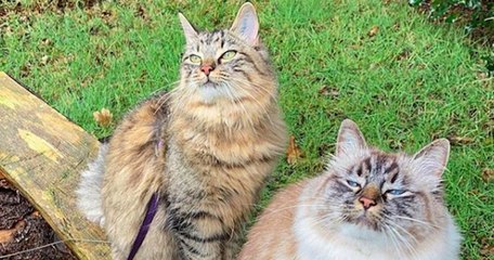 Ces deux chats font tout ensemble !