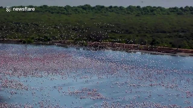 Thousands of flamingos gather on Navi Mumbai lake as lockdown clears the waters