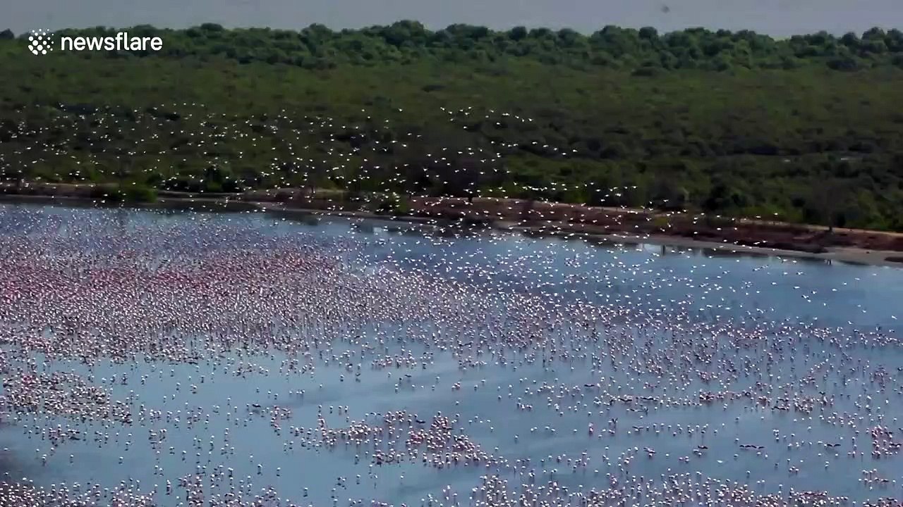 Thousands of flamingos gather on Navi Mumbai lake as lockdown clears the waters