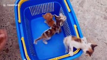 Four kittens rescued after getting stuck in gap between garage shutters in Thailand