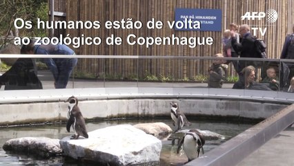 Zoo da Dinamarca volta a funcionar