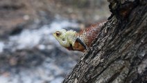 Oriental Garden Lizard | Download Royalty Free HD Stock Video Footage | Beautiful Sri Lanka | #05