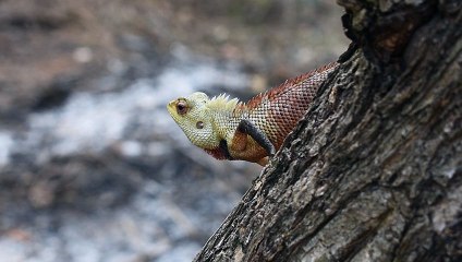 Oriental Garden Lizard | Download Royalty Free HD Stock Video Footage | Beautiful Sri Lanka | #05