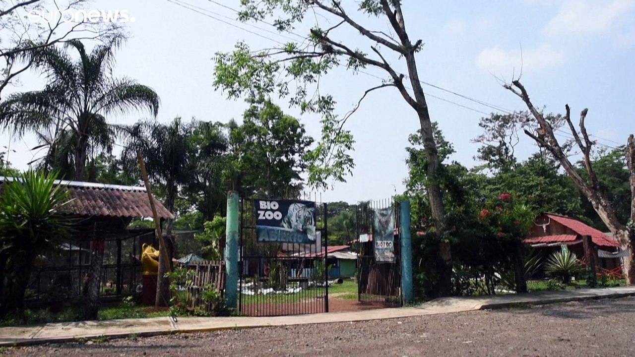 Pumas mit Namen Pandemie und Quarantäne in Mexiko geboren