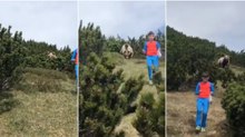 Urso aparece de repente atrás de uma criança em Itália