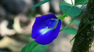 Butterfly Pea Flower | Download Royalty Free HD Stock Video Footage | Beautiful Sri Lanka | #14