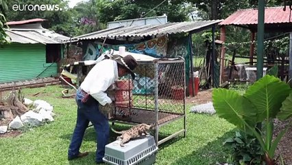 Пума по имени Пандемия