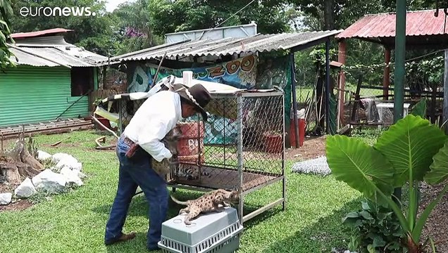 Pumababys heißen Pandemie und Quarantäne