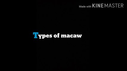 Types of Macaws 🦜