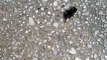 2017-09-10 Athenes fourmis emportent gros insecte