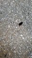 2017-09-10 Athenes fourmis emportent gros insecte