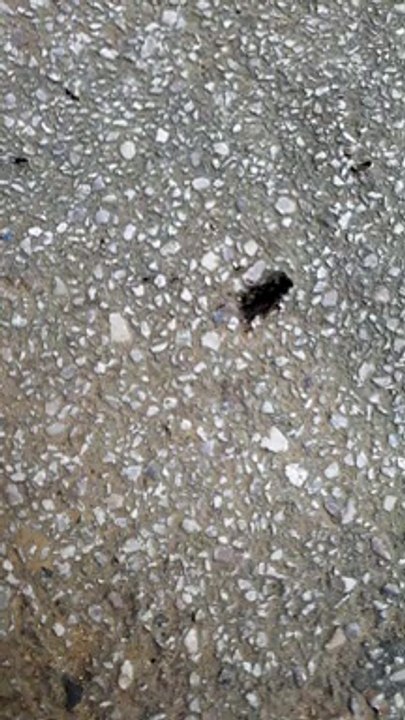 2017-09-10 Athenes fourmis emportent gros insecte