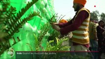 Inde : des jardins verticaux sur les murs grâce aux bouteilles en plastique