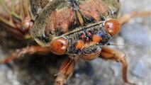 Wakey, Wakey: Millions Of Cicadas To Emerge After 17 Years Of Underground Slumber