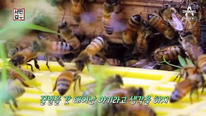[예고] 꿀벌들의 통큰 효도? 4년 만에 자산 35억원! 갑부의 꿀 빠는 인생