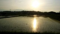 Some Quiet Moments in the Rice Fields of Japan