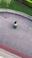 Bear Discovers Meals on Wheels