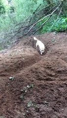 Dog Digs Trench to Play Fetch With Himself