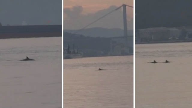 İstanbul Boğazına gün doğumuyla yunuslar akın etti