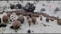 Koyunlarını yaylaya çıkaran vatandaşa Mayıs ayında kar ve tipi sürprizi